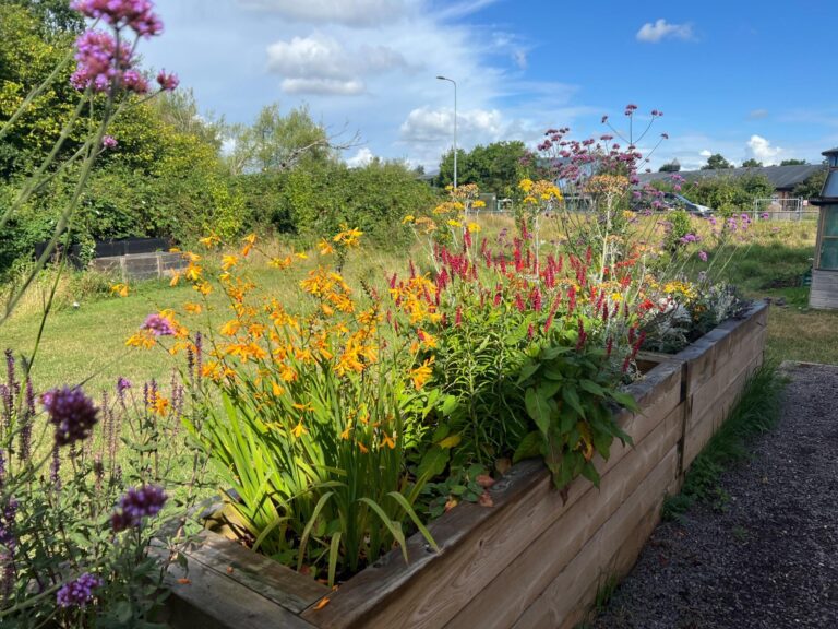 Perennial plants to support pollinators alongside the fruit and veg growing