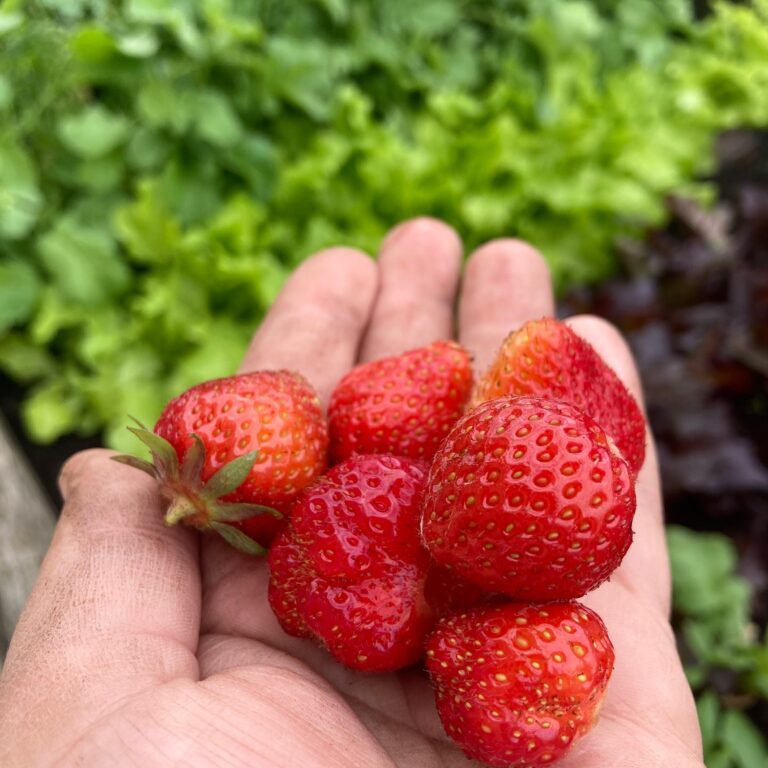 Fresh, zero-miles produce grown at the St Mellons Pantry Gardening Club